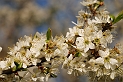 Blackthorn flower - A